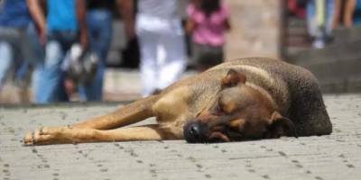 В Стамбуле бездомные собаки получили главные роли в новом фильме