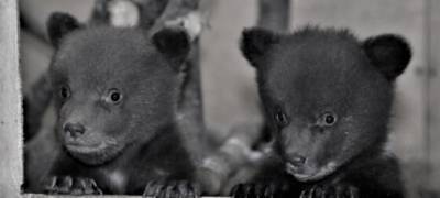 Медвежата-сироты из Карелии получили имена в приюте в Тверской области