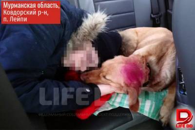 "Забрали подарок умершей дочери": пенсионерка из мурманского села столкнулась с вымогательством службы отлова собак