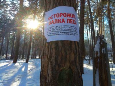 Жители поселка Кисегач сообщили о вырубке здорового леса под видом санитарной рубки