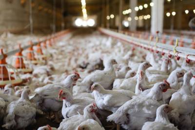 Птицефабрика в костромском Буе готовится к открытию после ликвидации птичьего гриппа
