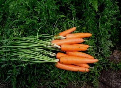 Сорт моркови Лагуна F1: описание и отзывы