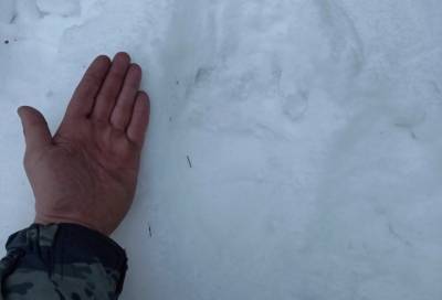 В Ленобласти медведи выходят из зимней спячки: замечены первые следы на снегу