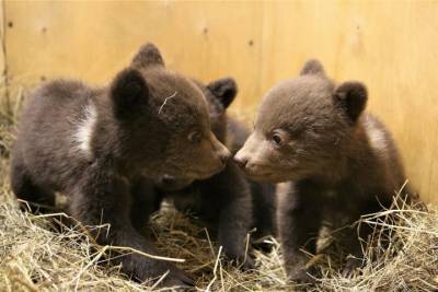 Микли, Савва и Северина: карельские медвежата-сироты получили имена