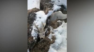 "Не ори!": житель Кузбасса спас провалившегося под землю оленя