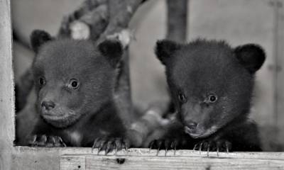 Спасенным медвежатам-тройняшкам из Карелии дали имена