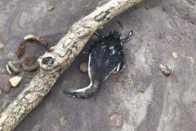 Азово-Черноморская прокуратура назвала причину гибели птиц и дельфинов