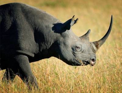 Всемирный банк продаст первые в мире облигации «дикой природы». Доходность будет зависеть от роста популяции черного носорога