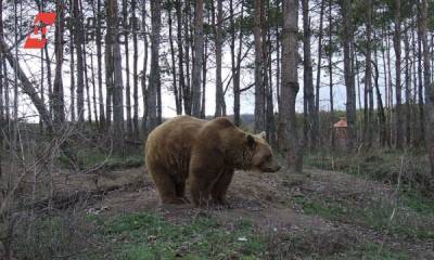 На Среднем Урале не исключили нашествия голодных медведей