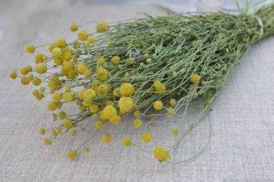 Цефалофора – трава с ароматом земляники