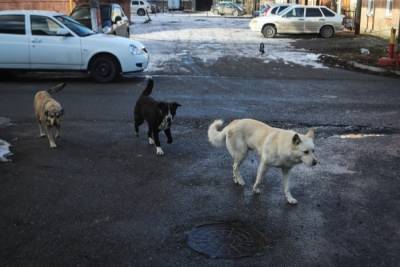 Более 40 детей пострадали от укусов бродячих собак в Оренбурге с начала года