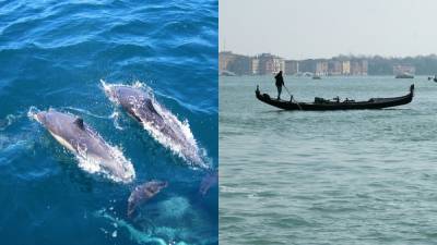 Морские туристы: каналы Венеции посетили дельфины – милое видео