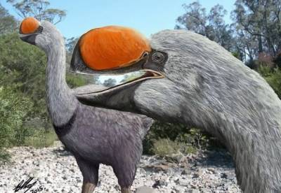 Ученые воссоздали облик птицы, жившей 50 тысяч лет назад