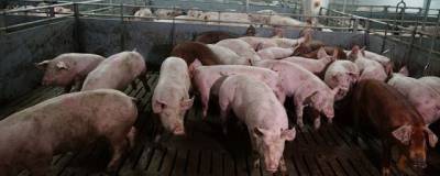 В Ярославле на свиноферме ИК № 8 выявили очаг африканской чумы свиней