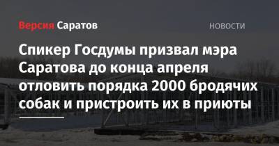 Спикер Госдумы призвал мэра Саратова до конца апреля отловить порядка 2000 бродячих собак и пристроить их в приюты