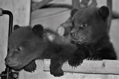 Карельские медвежата-сироты, прибывшие в Тверскую область, получили имена