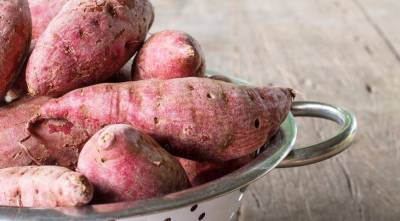 Секреты выращивания сладкого картофеля, батата в средней полосе