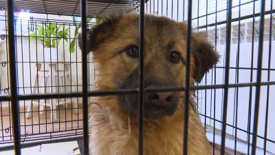 В Татарстане спасли бездомную собаку с простреленной шеей.