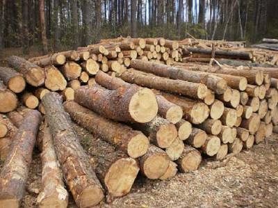 На Луганщині вирубали майже 10 тисяч заповідних сосен, деревину відвантажували на окуповані території