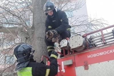 В Новомосковске огнеборцы спасли кота, который несколько дней просидел на дереве