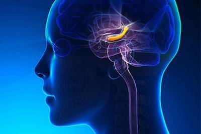 Томские ученые узнали, как организм спасает центр памяти при ишемии мозга