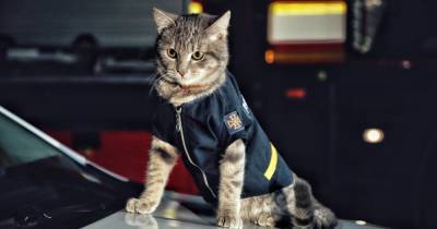 В МВД рассказали о коте Чивасе, получившем звание "майора" (фото)