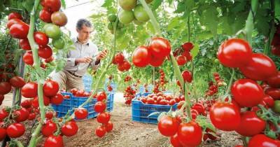 Как с одного куста томатов получить в 5-7 раз больше урожая: действенные методы Маслова