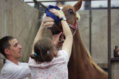 Петербуржцу восстановили нос, откушенный лошадью