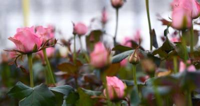 Россия вернула в Латвию миллион роз, не определив питомник