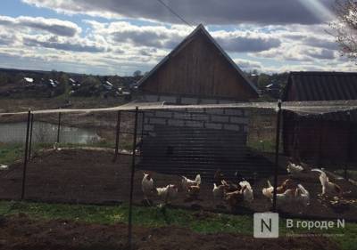Производство мяса птицы до 30 тысяч тонн в год увеличит павловская фабрика