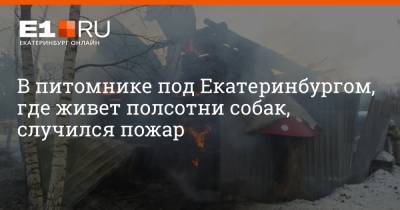 В питомнике под Екатеринбургом, где живет полсотни собак, случился пожар