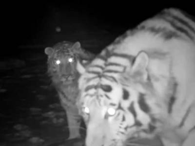 «Когда мама зовет»: любопытная тигрица показала сыну фотоловушку