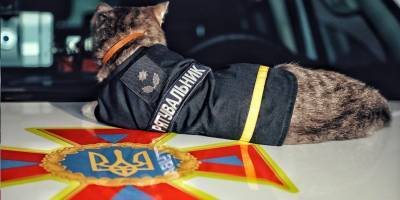 Бойцы ГСЧС Киева завели кота, пушистый спасатель-майор Чивас живет прямо в отделении, фото - ТЕЛЕГРАФ