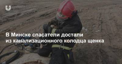 В Минске спасатели достали из канализационного колодца щенка