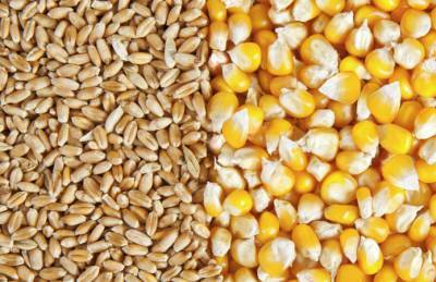 Цены на основные зерновые культуры почти сравнялись