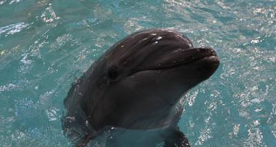 В Венецию приплыли дельфины - видео