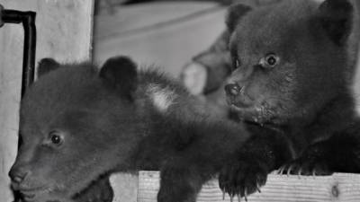 Карельским медвежатам-сиротам дали имена в приюте Тверской области