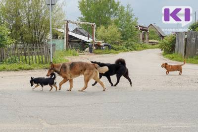В Сыктывдинском районе отловят бродячих собак на 457 тысяч рублей