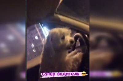 В Тюмени женщина «дала порулить» собаке