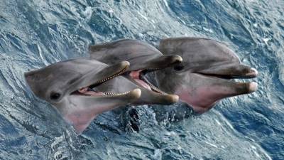 Пара дельфинов неожиданно посетила центр Нью-Йорка — видео