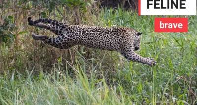 Прыгнул в воду с высоты 3 метра — видео охоты ягуара на каймана