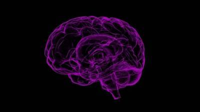 Британские ученые нашли ответственный за размер мозга человека "молекулярный переключатель"