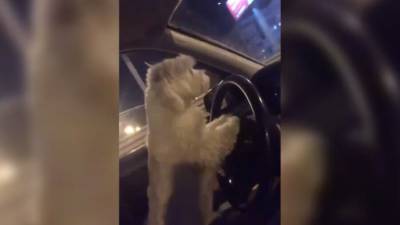 ГИБДД изучает видео, в котором женщина посадила за руль собаку в Тюмени