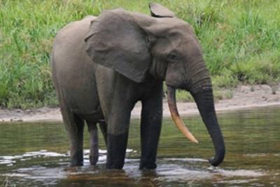 Африканские лесные слоны оказались на грани исчезновения
