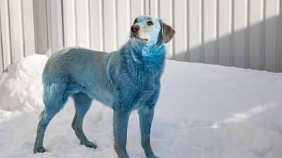 Двух синих собак поселили на территории администрации Дзержинска