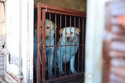 Двух синих собак привезли в муниципальное учреждение Дзержинска