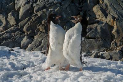 Разборки пингвинов попали на фото: забавные кадры - 24tv.ua - Антарктида - станция Академик Вернадский
