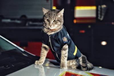 Киевские спасатели приютили котенка, назвали его в честь виски и присвоили звание майора