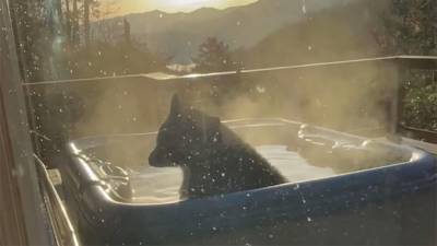 В США дикий медведь искупался в джакузи на террасе коттеджа
