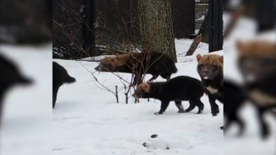 Видео из Сети. Кустарниковые собаки охотятся на ворон в Московском зоопарке